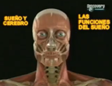 Funciones del sueño 